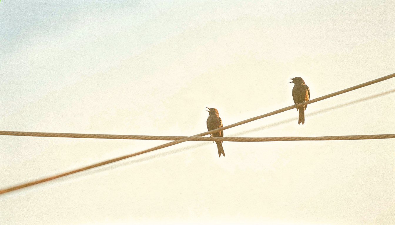 A row of small birds on power lines against a deep dusk sky, one caught mid-chirp.